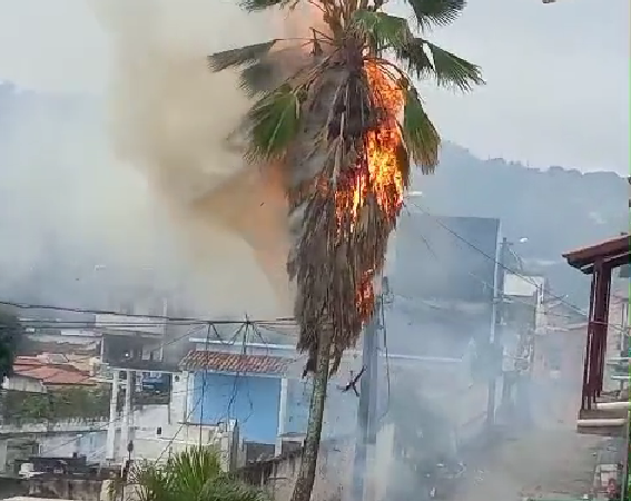 Jacobina: Fio da rede elétrica toca em árvore e pega fogo; confira o vídeo