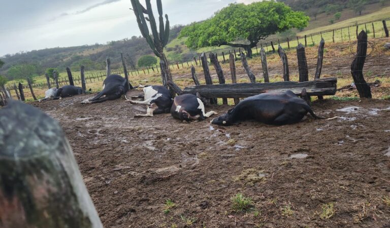 Raio mata sete animais em propriedade de Gonçalo, Caém