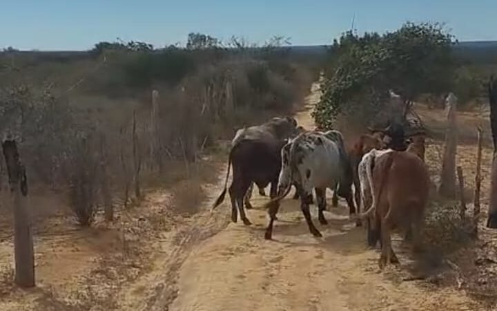 PMBA recupera cabeças de gado furtadas na zona rural de Várzea Nova