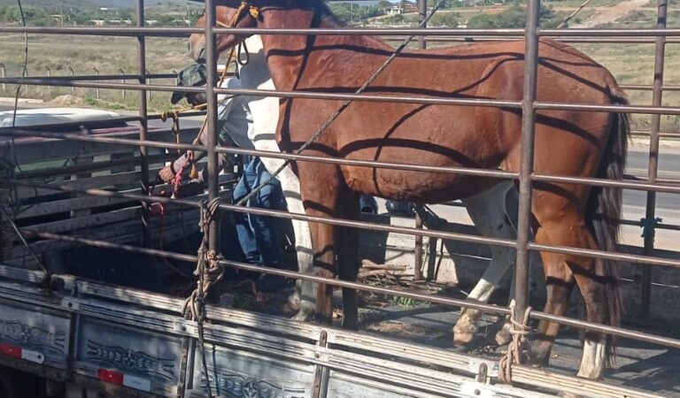 Após denúncia de animais soltos próximo ao Aeroporto de Jacobina, Secretaria de Agricultura faz apreensão